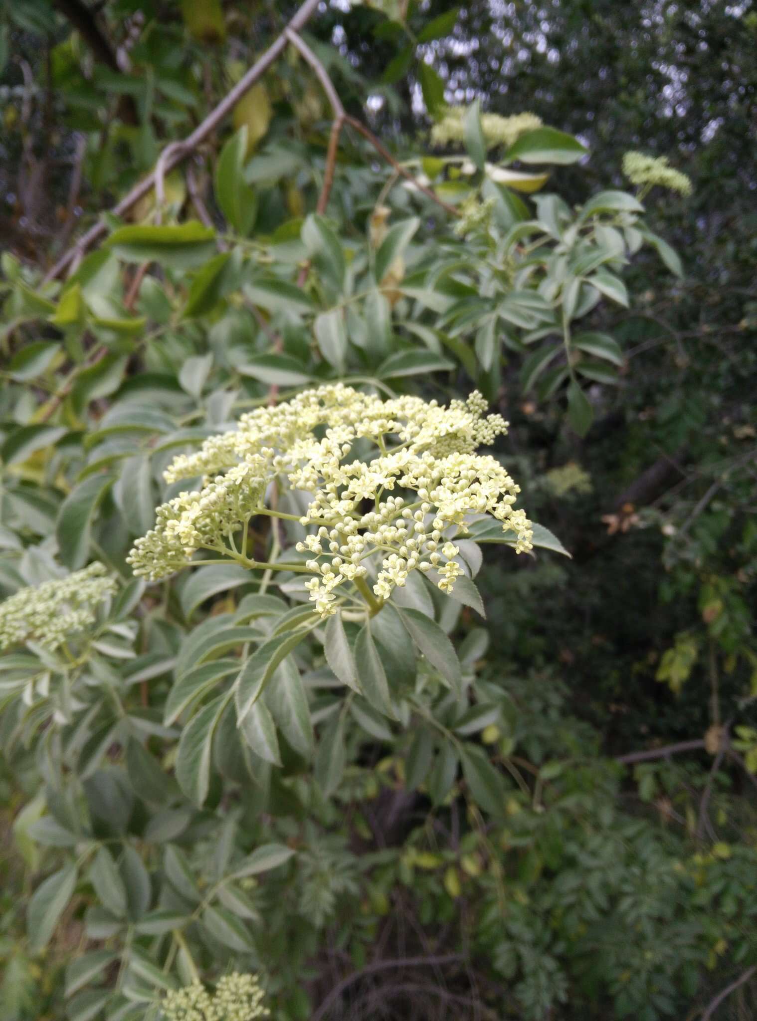 Sivun <i>Sambucus cerulea</i> kuva