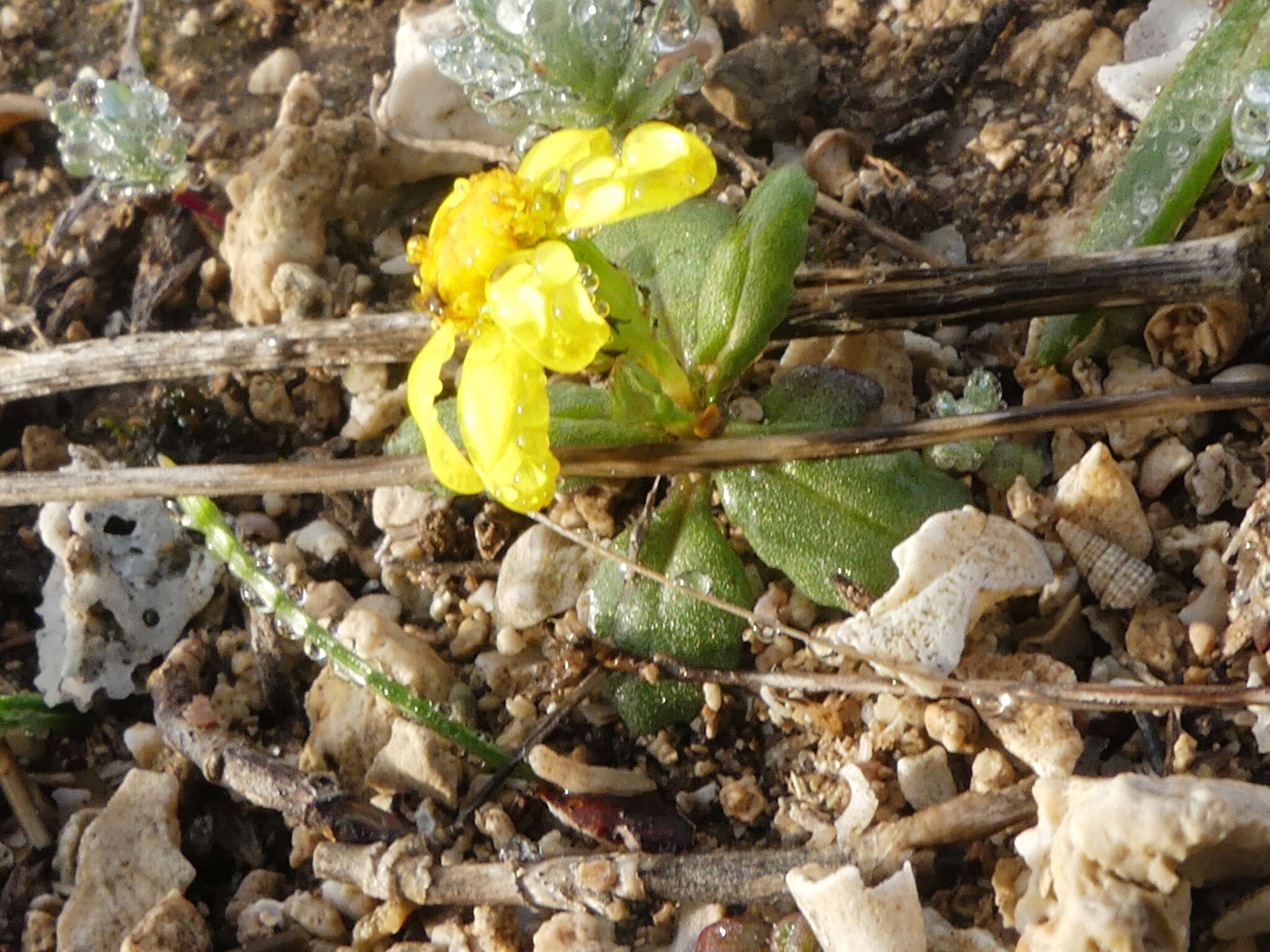 Image of coastal ragwort