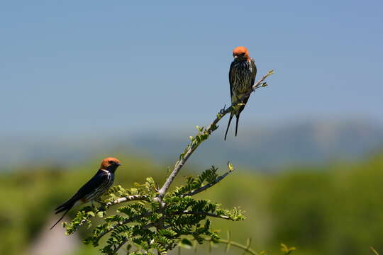 Image of Lesser Striped Swallow