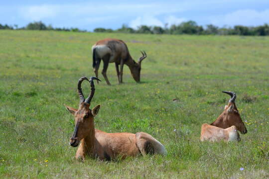 Image of Hartebeest