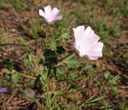 Слика од Malva hispanica L.