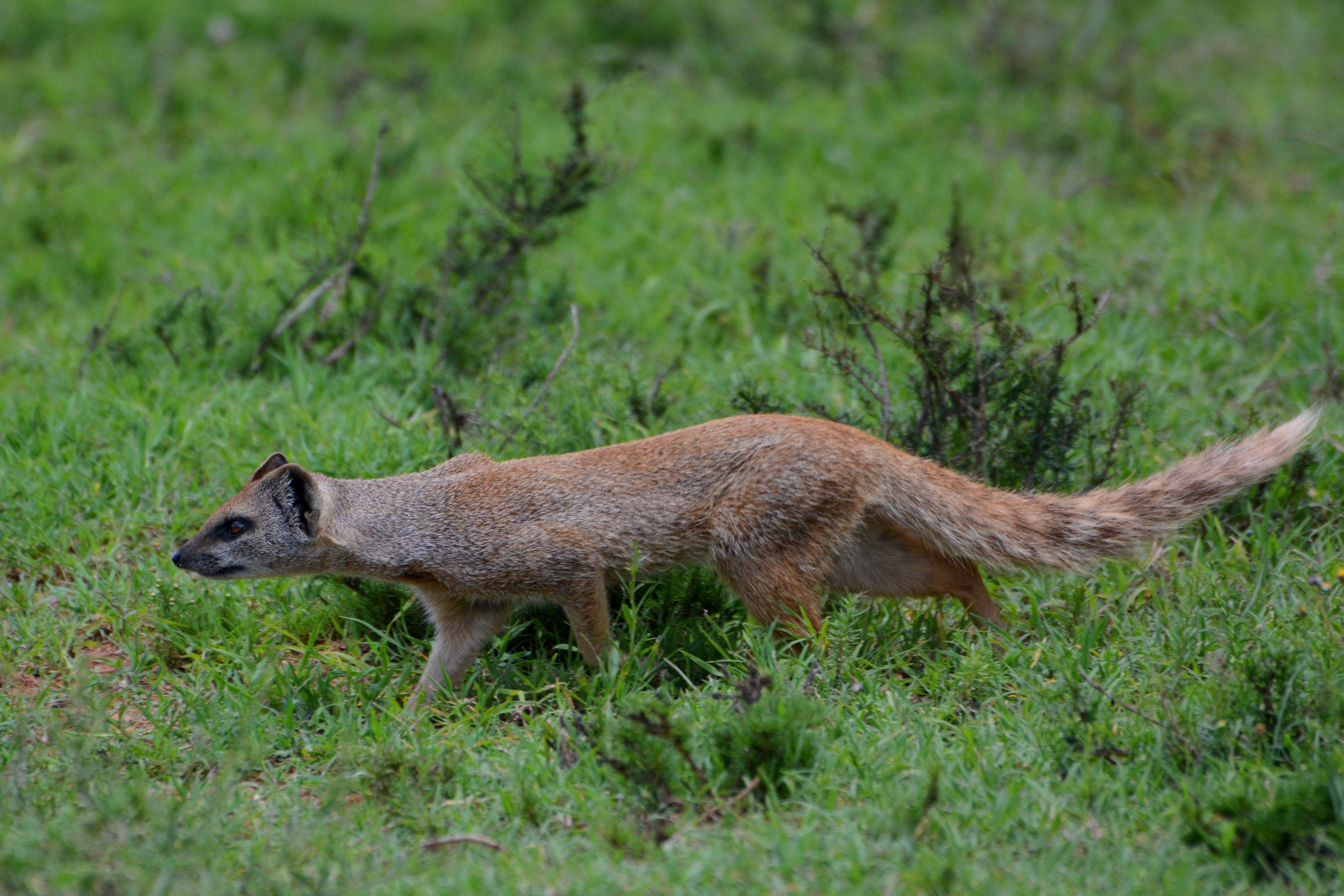 Image of Yellow Mongoose