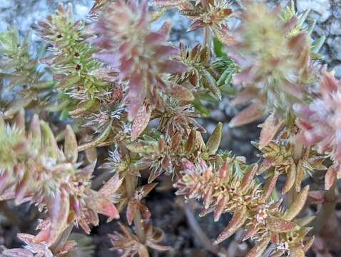 Image of Crassula colligata subsp. lamprosperma Toelken