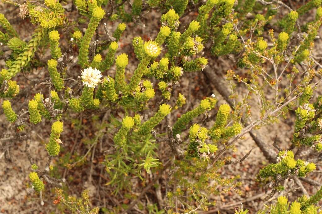 Image of Agathosma eriantha (Steud.) Steud.