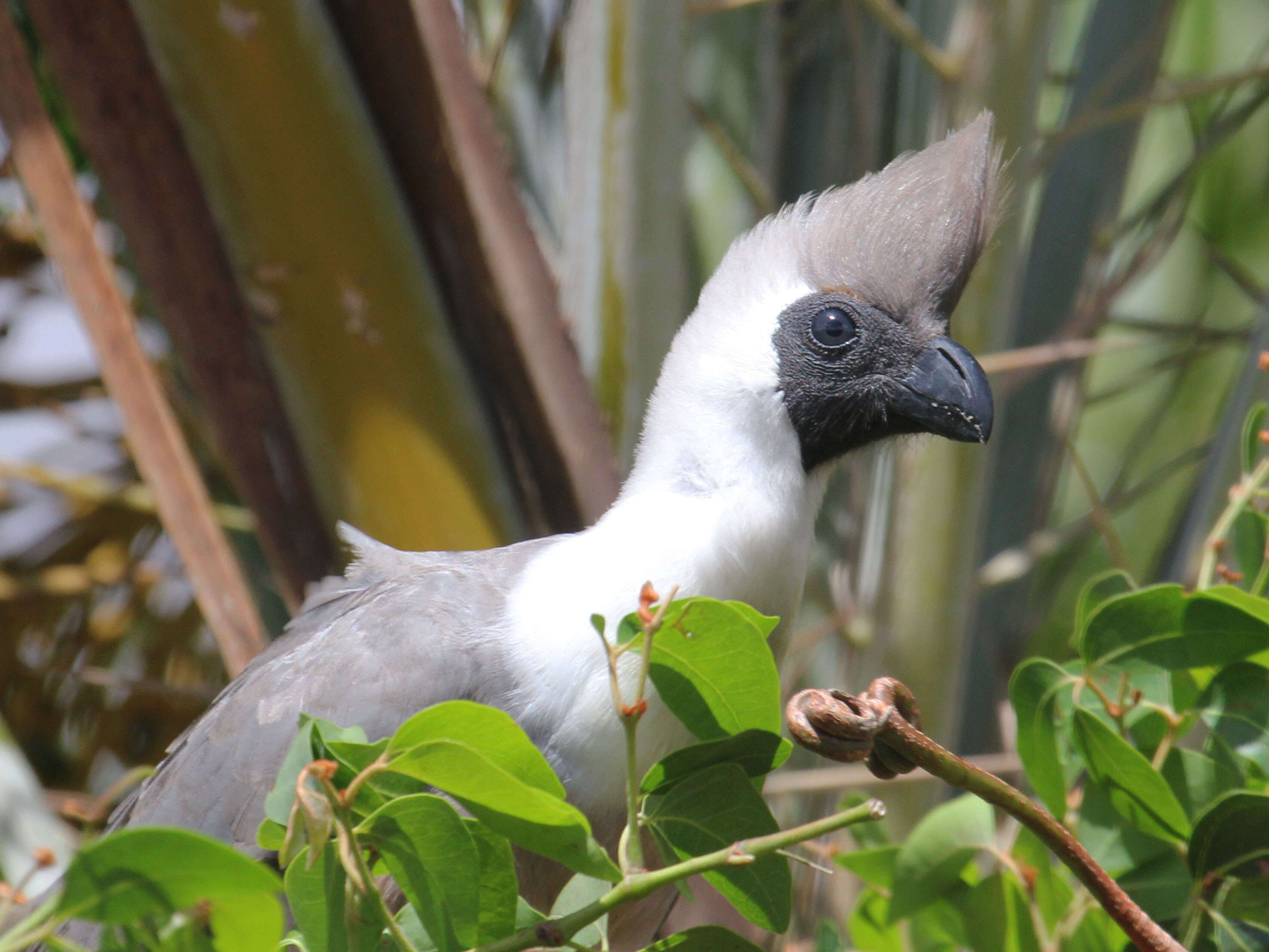 Image of Bare-faced Go-away Bird