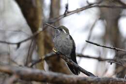 Image of Blue-throated Hummingbird