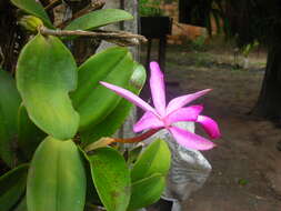 Image of Violet Cattleya