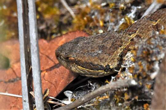 Image of Godman's Montane Pit Viper