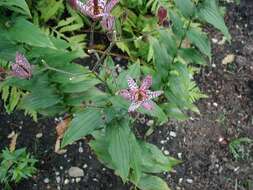 Image of toad lily