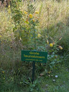 Imagem de Oenothera glazioviana M. Micheli