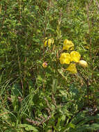 Image of redsepal evening primrose