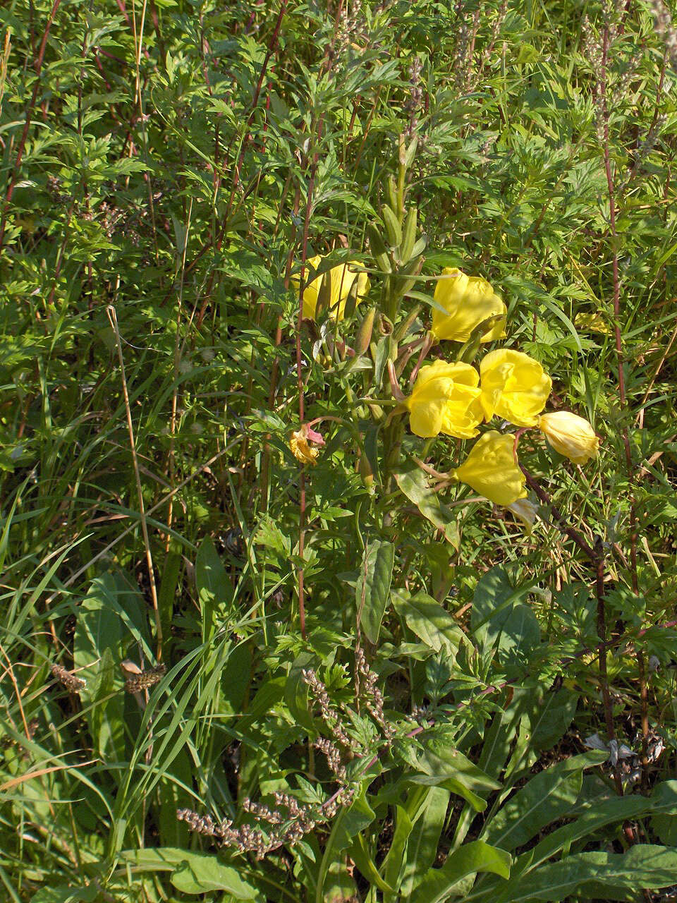 Imagem de Oenothera glazioviana M. Micheli