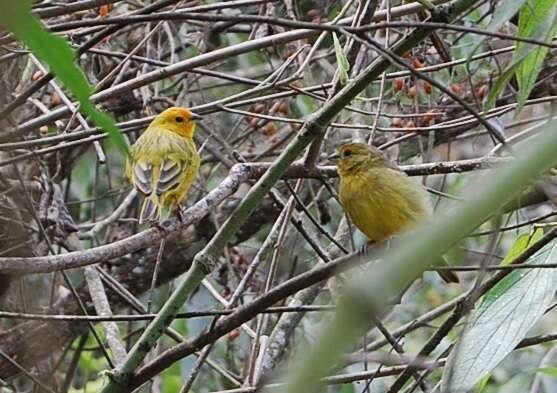 Image of Saffron Finch