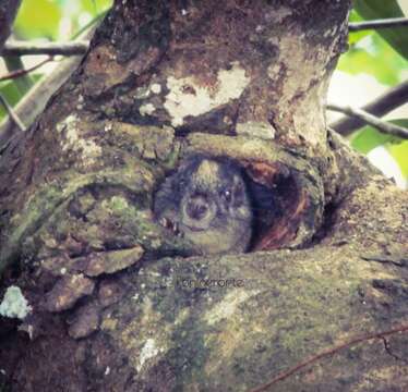 Image of yellow-crowned brush-tailed rat