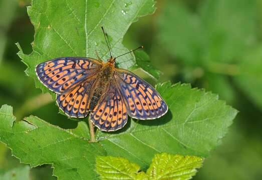 Image of Twin-spot Fritillary