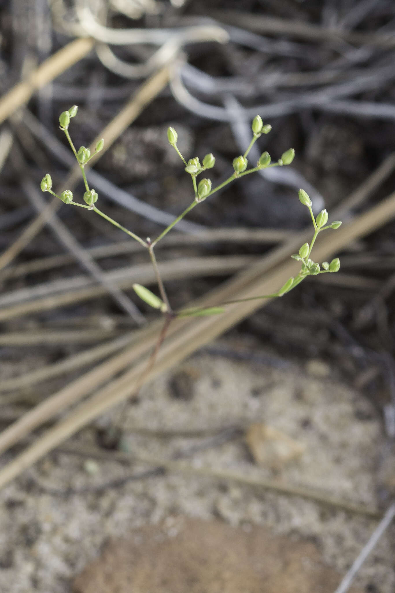 Drymaria leptophylla (Cham. & Schltdl.) Fenzl ex Rohrb. resmi