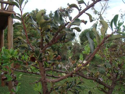 Image of Erythroxylum suberosum A. St.-Hil.