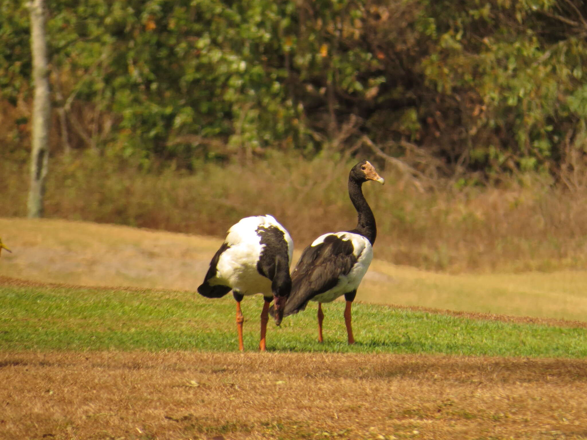 Image of magpie-goose