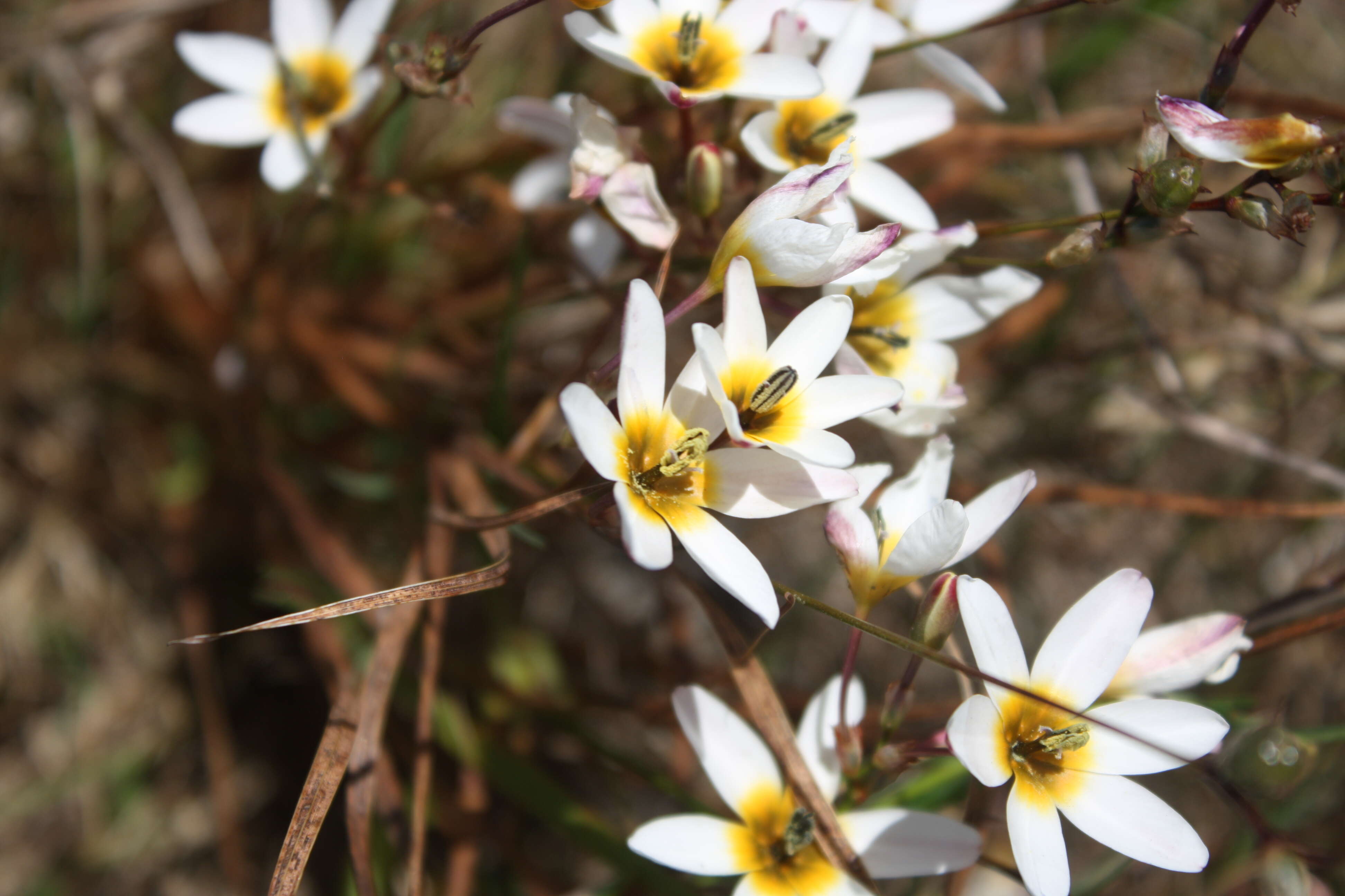 Image of Ixia monadelpha D. Delaroche