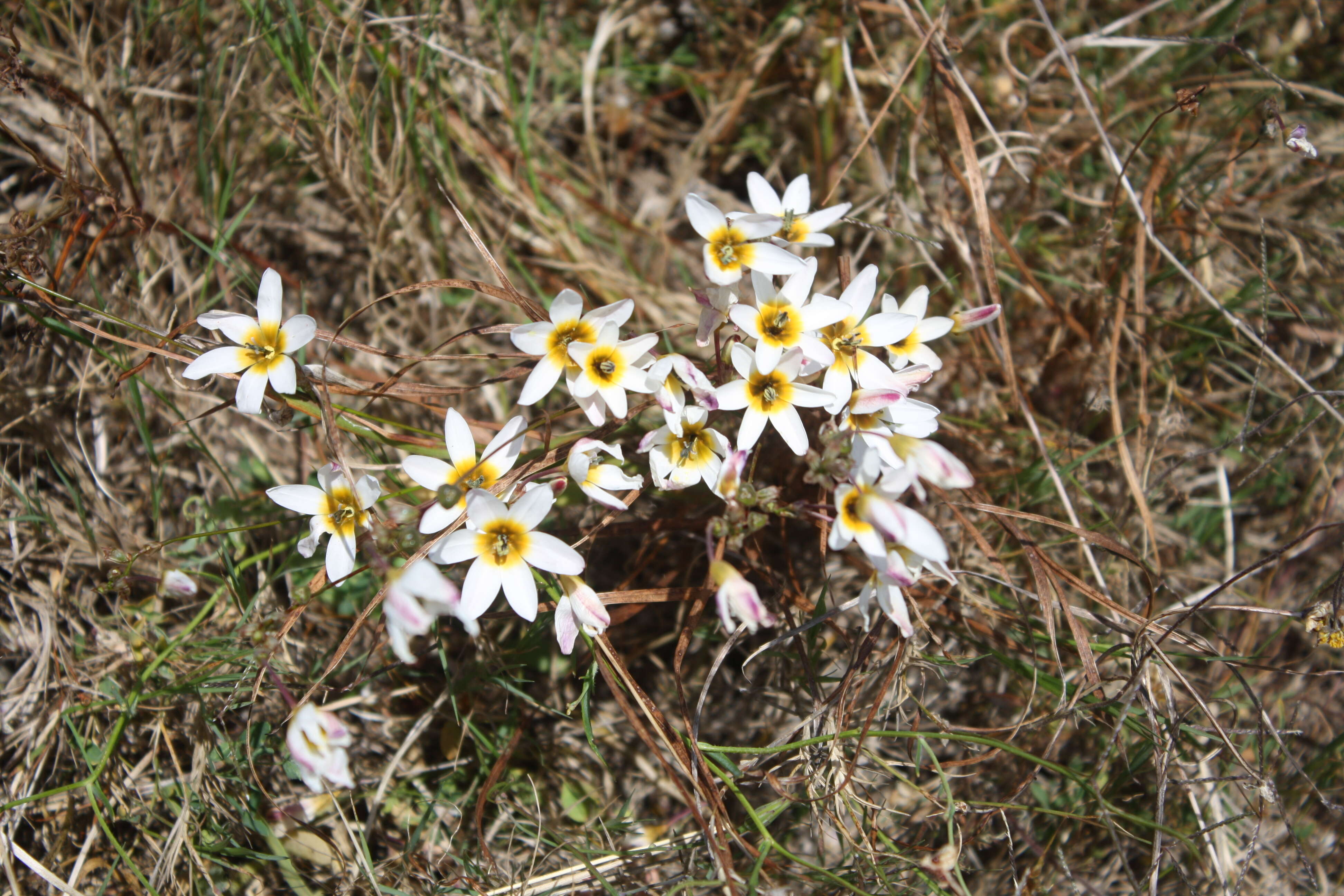 Image of Ixia monadelpha D. Delaroche