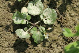 Image of Cardamine scutata Thunb.