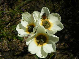 Image of African corn lilies