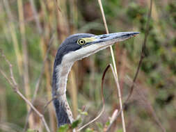 Image of Black-headed Heron