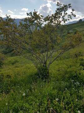 Imagem de Prunus brigantina Vill.