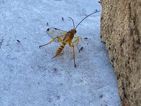 Imagem de Neotheronia septemtrionalis Krieger 1905