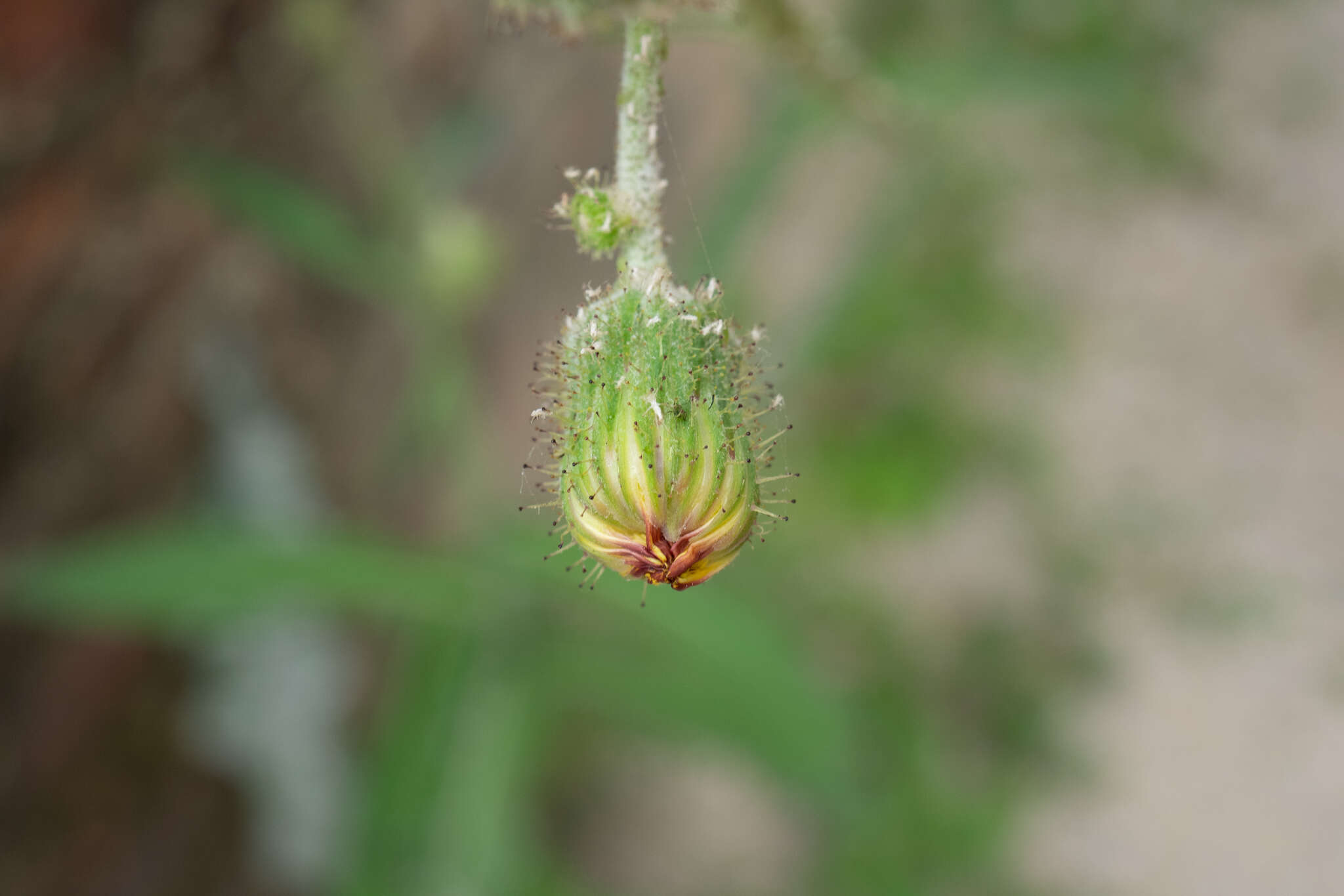 Plancia ëd Sonchus wightianus DC.