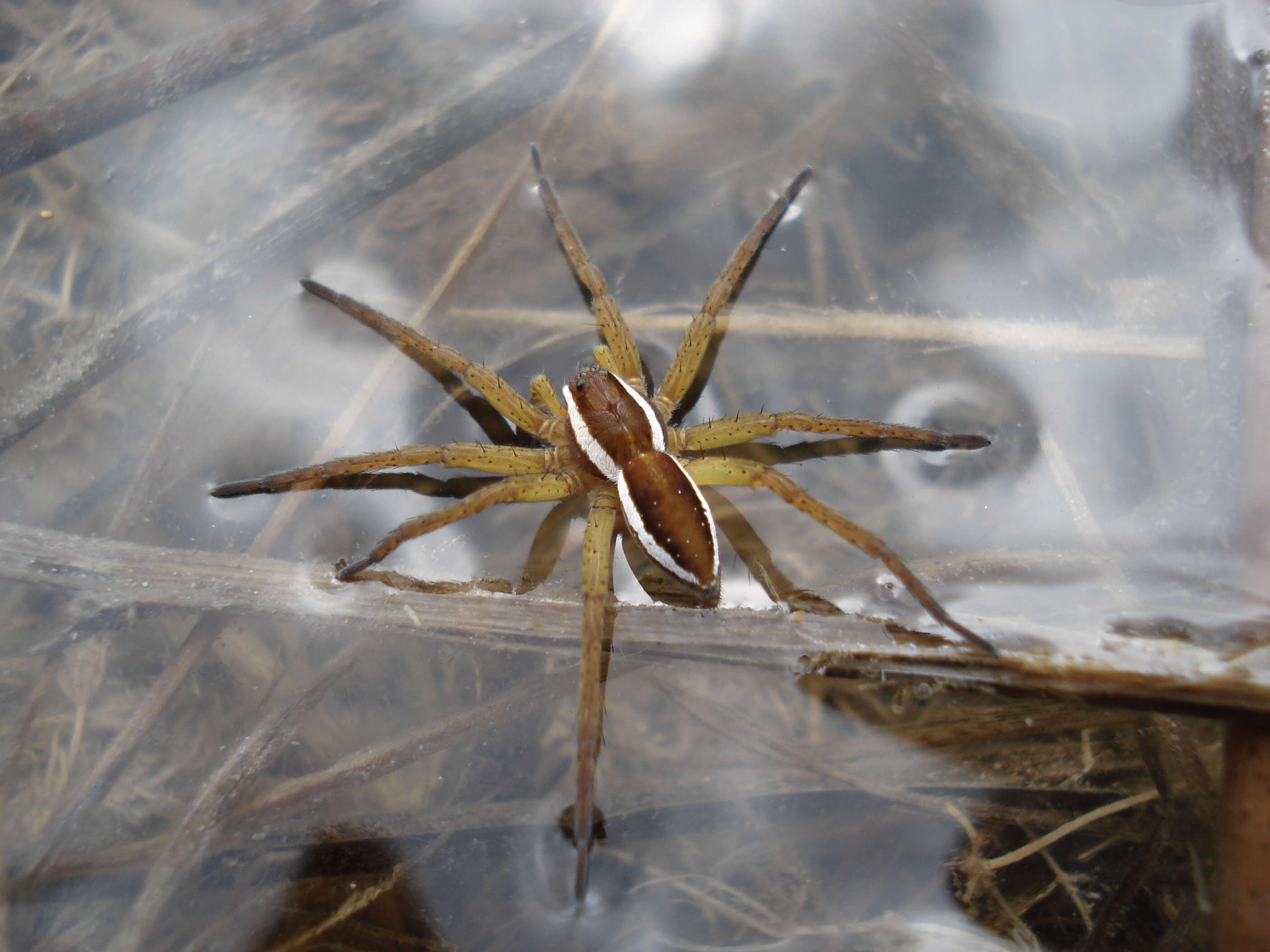 Image of Raft spider