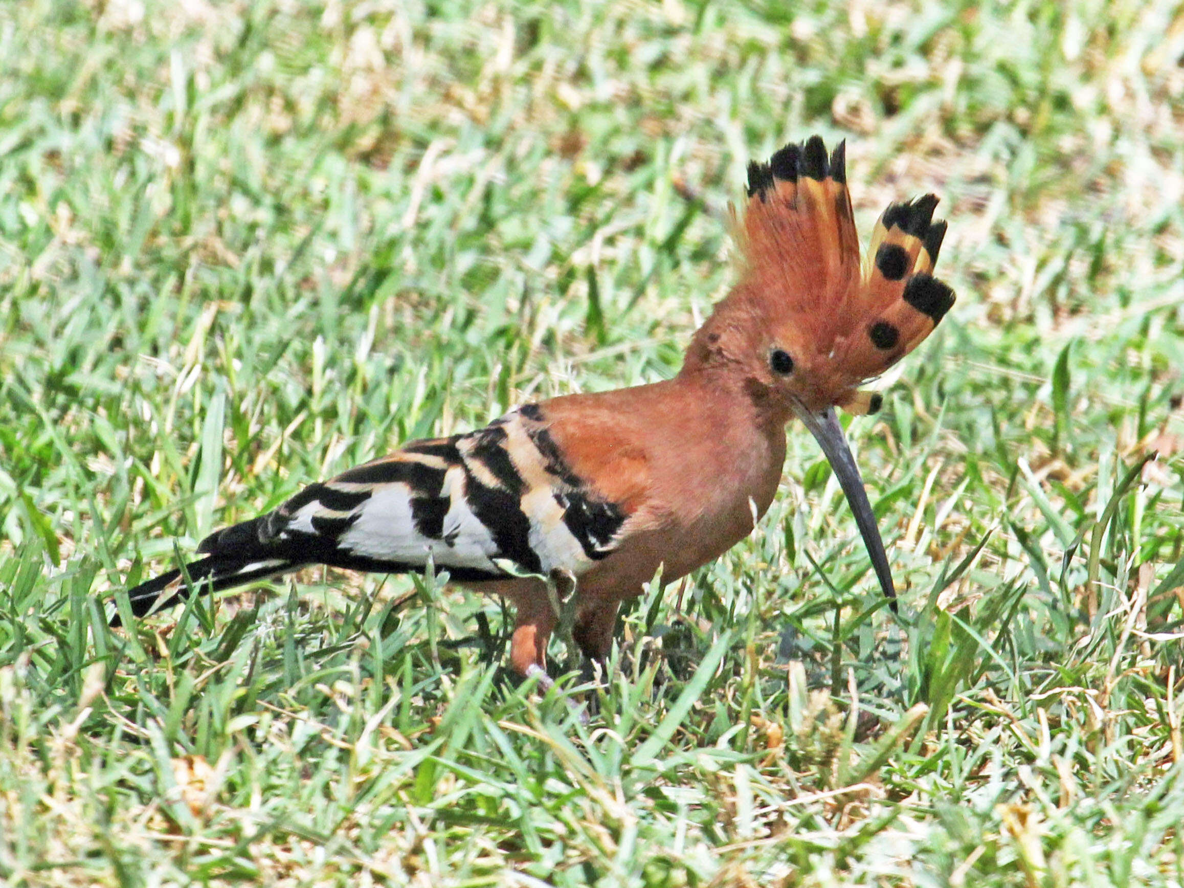 Imagem de Upupa Linnaeus 1758