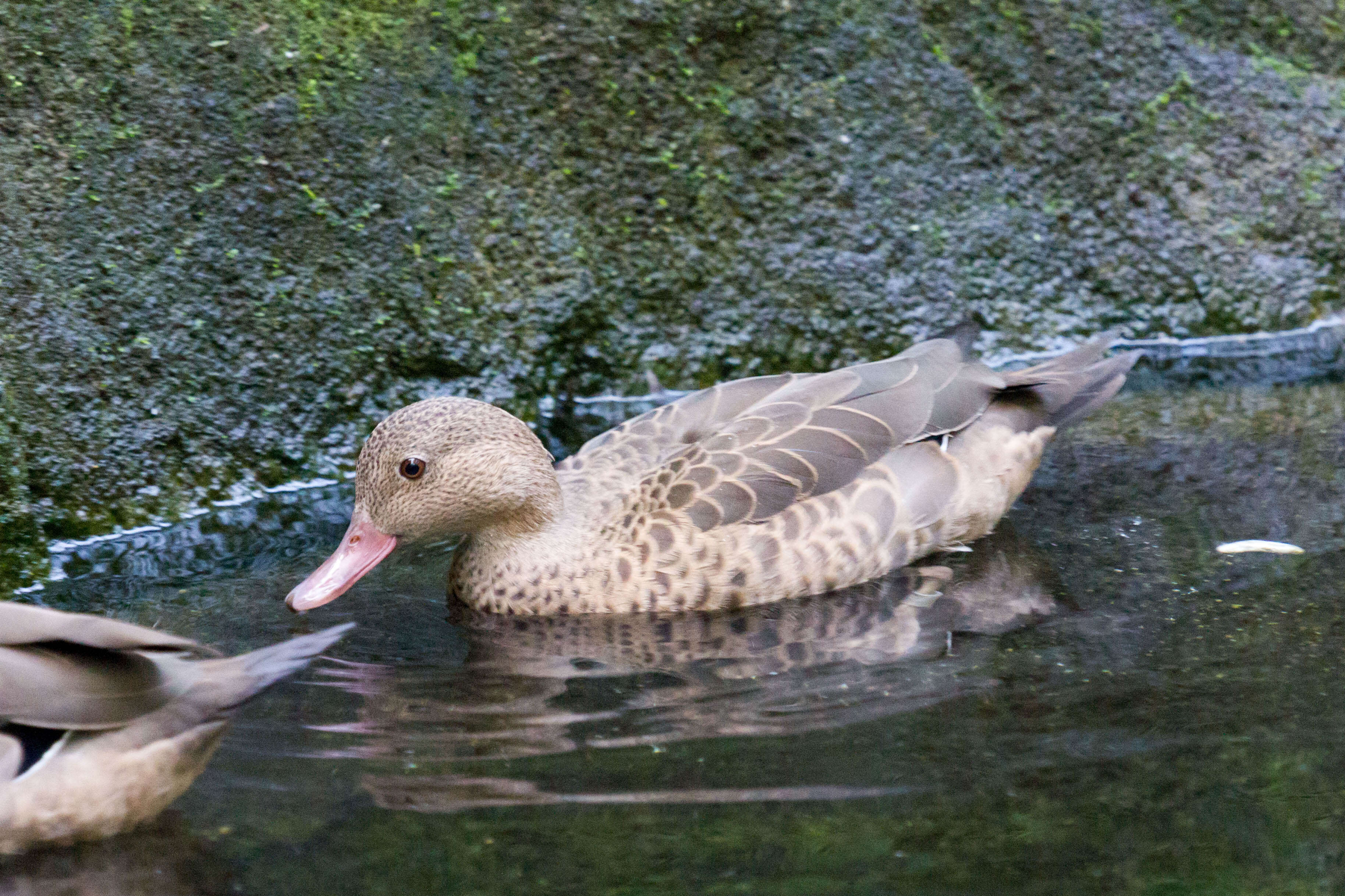 Image of Bernier's Teal