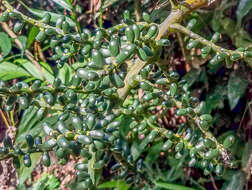 Image de Chamaedorea tepejilote Liebm.