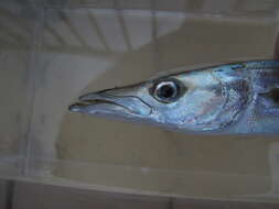 Image of Chevron barracuda