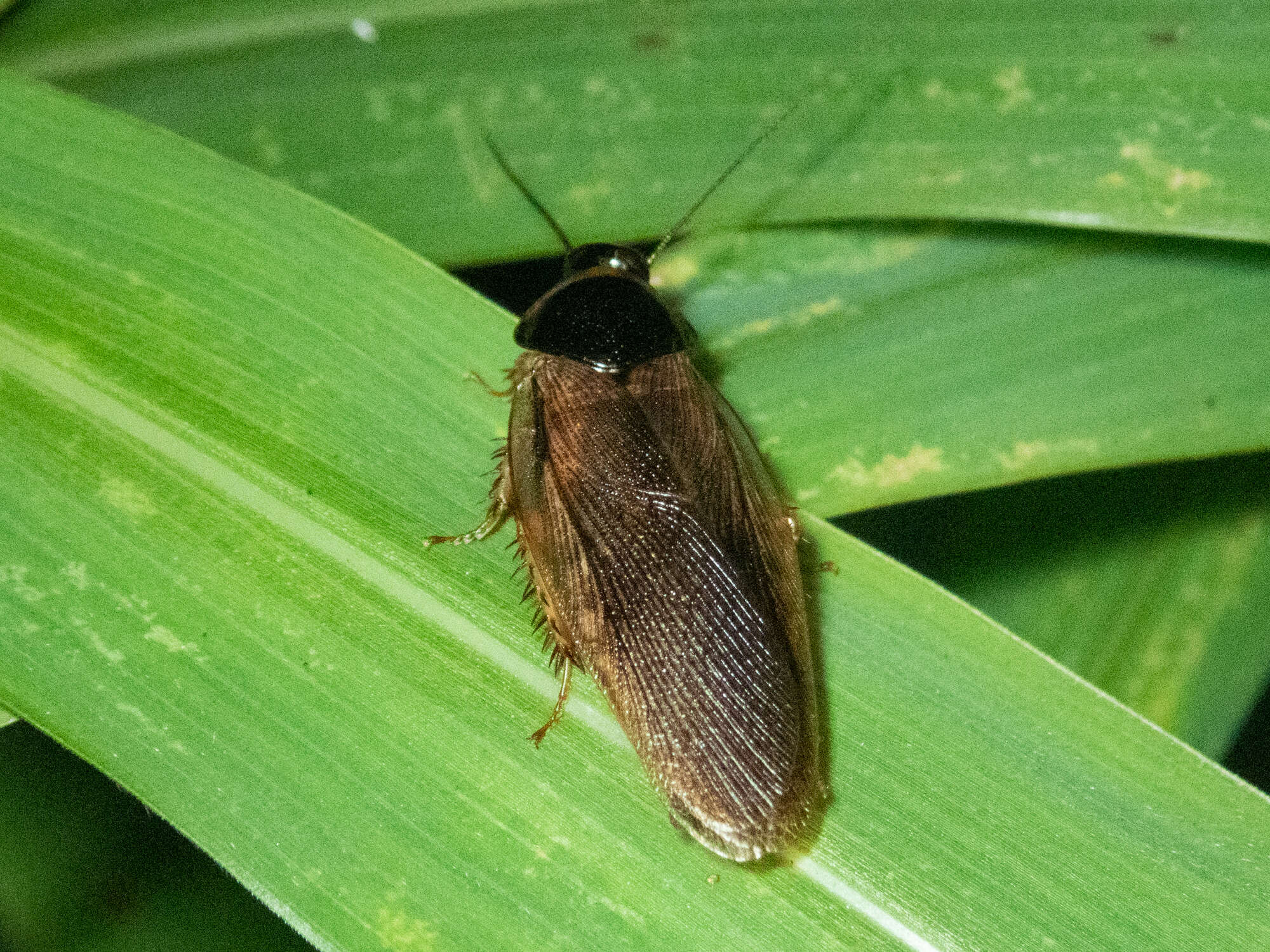 Image of Burrowing cockroach