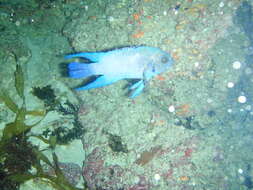 Paraplesiops meleagris (Peters 1869) resmi