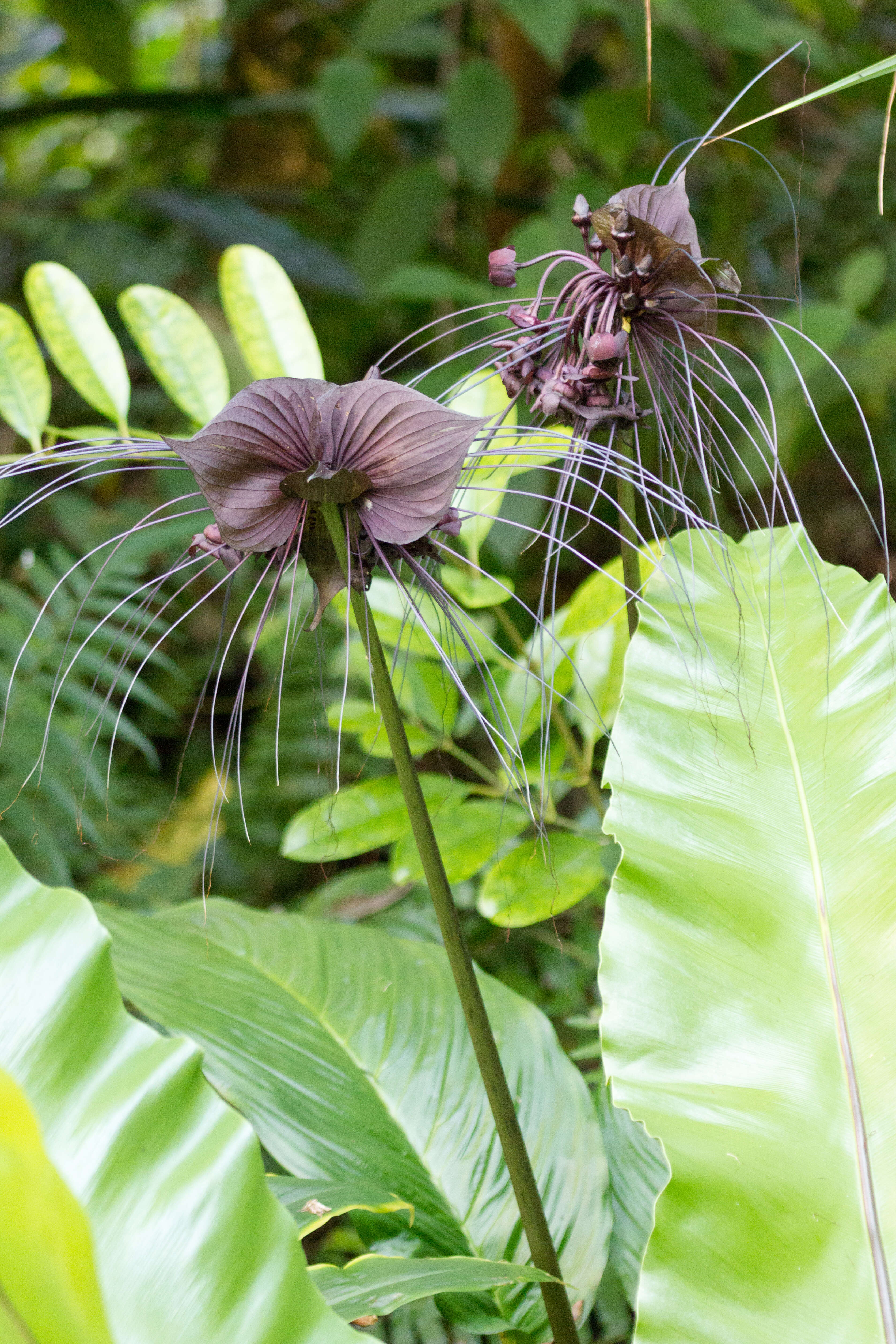 Image of black bat flower