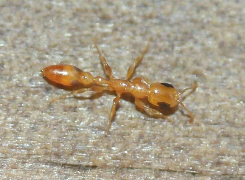 صورة Pseudomyrmex simplex (Smith 1877)