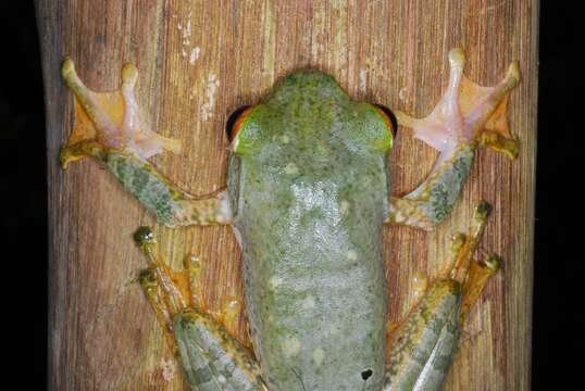 Image of Bright-eyed frog