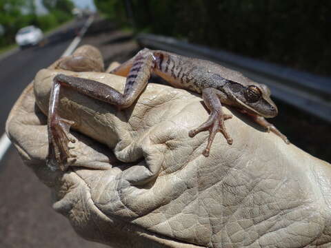 Imagem de Boana raniceps (Cope 1862)