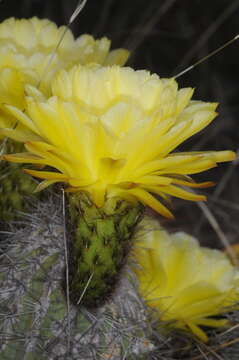 صورة Echinopsis huascha (F. A. C. Weber) H. Friedrich & G. D. Rowley