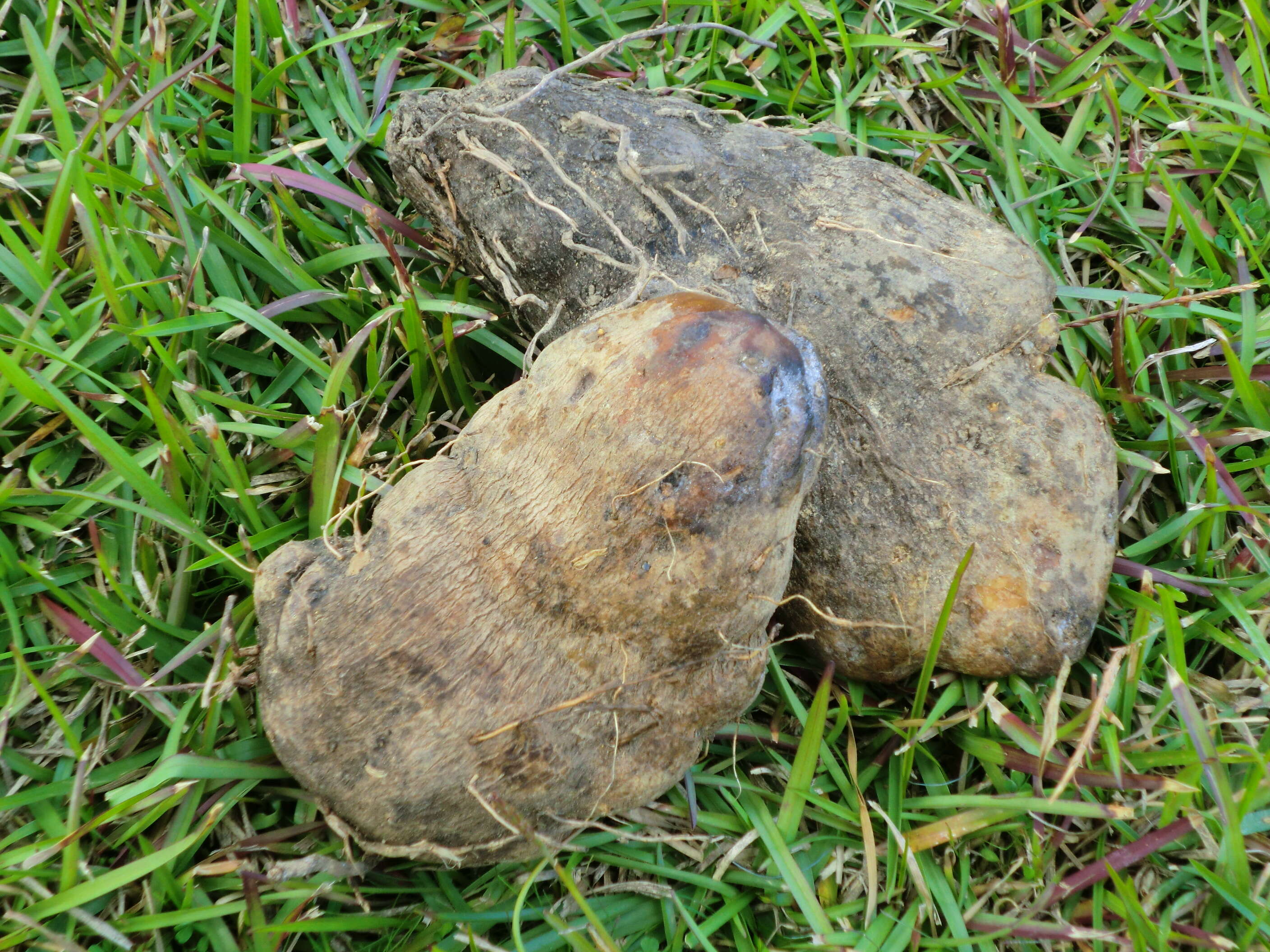 Image of sweet potato