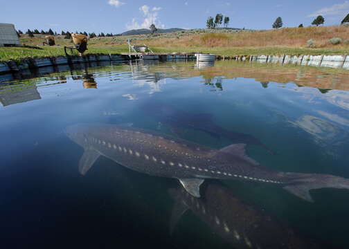 Image of White Sturgeon