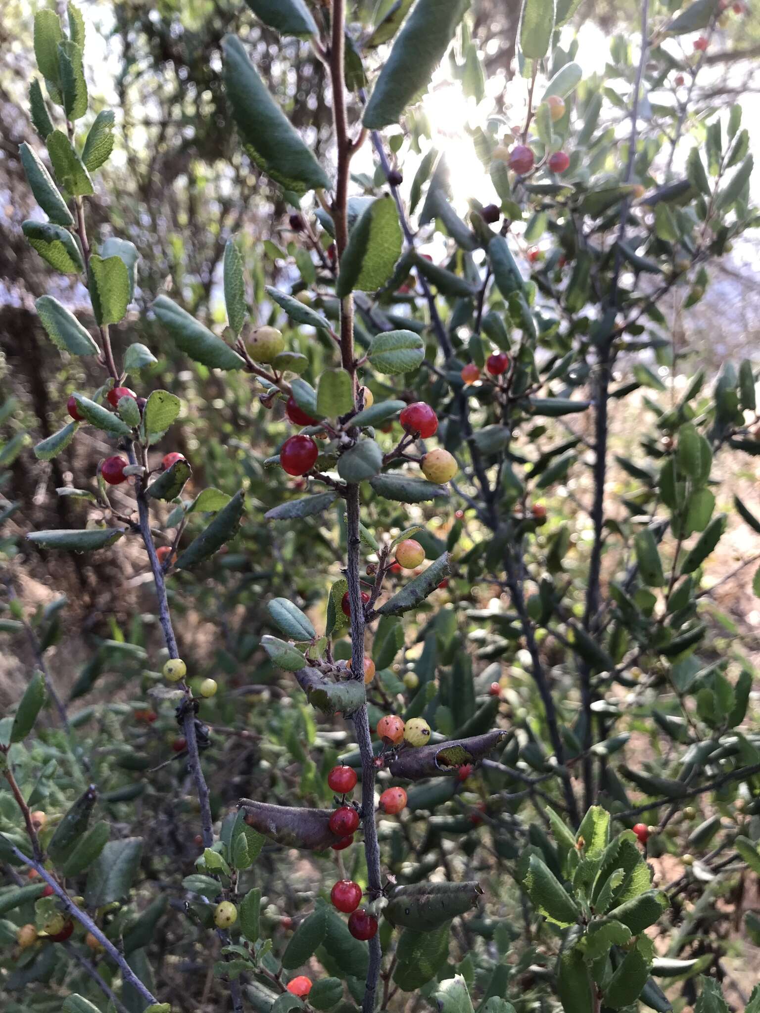 Imagem de Endotropis crocea subsp. pilosa (Trel. ex Curran) Hauenschild