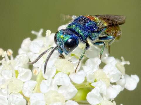 Image of <i>Chrysis scutellaris</i>