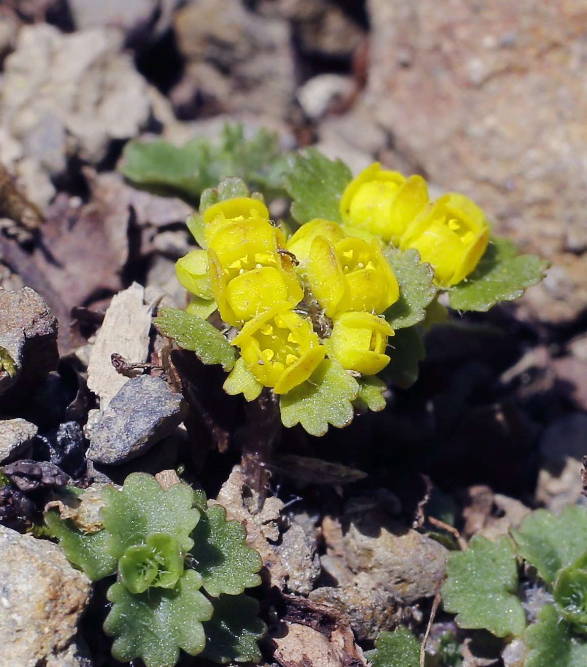 Image of Chrysosplenium pilosum var. sphaerospermum (Maxim.) Hara