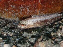 Image of Dusky Jawfish