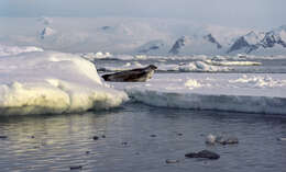 Image of Weddell seal