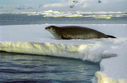 Image of Weddell seal